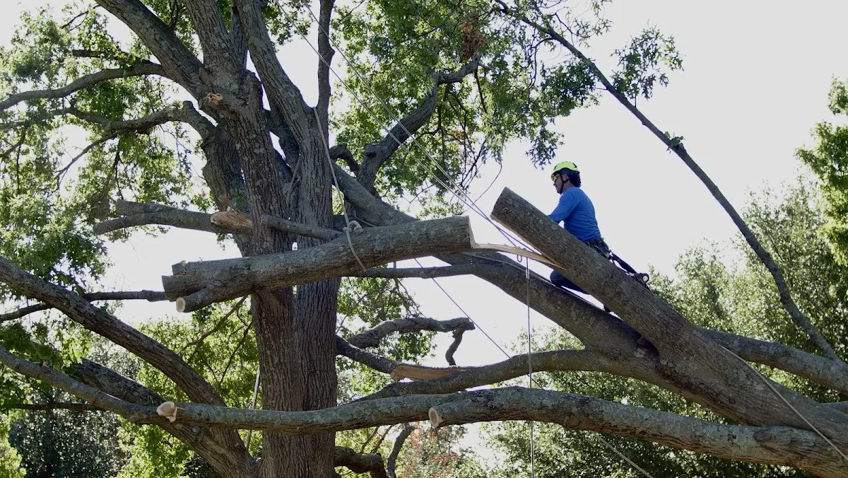 Professional Crown Thinning performed by certified arborists in Alvada